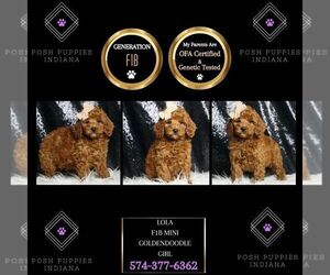 Goldendoodle (Miniature) Puppy for Sale in WARSAW, Indiana USA