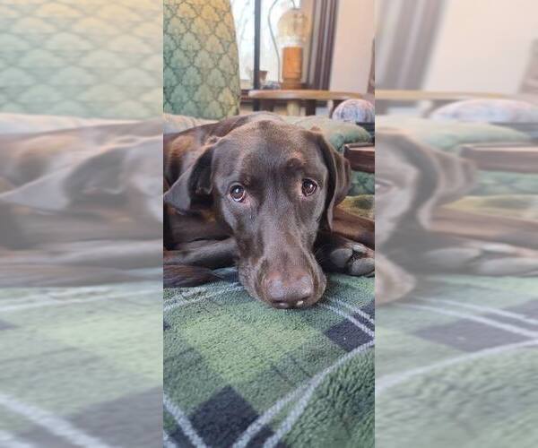 Medium Photo #2 Lab-Pointer Puppy For Sale in Farmington, MN, USA