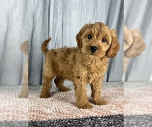 Cavapoo Puppy for sale in GREENWOOD, IN, USA