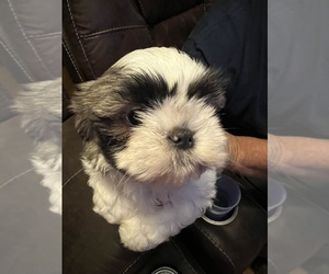 Shih Tzu Puppy for Sale in ROSEVILLE, Ohio USA