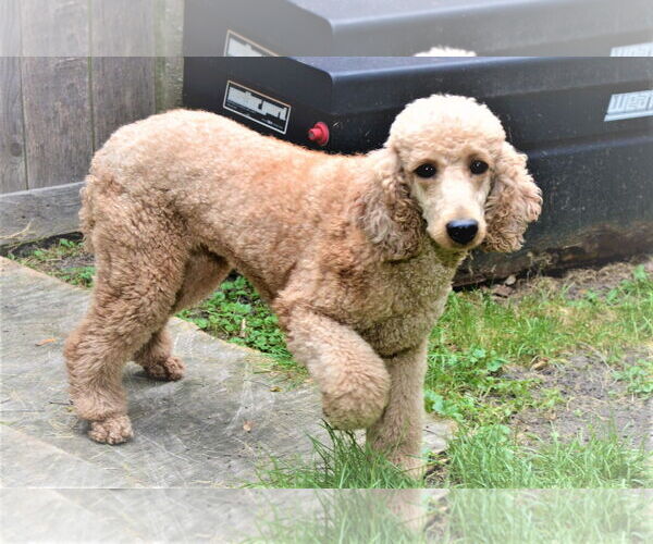 Medium Photo #2 Poodle (Standard) Puppy For Sale in Lincolnwood, IL, USA