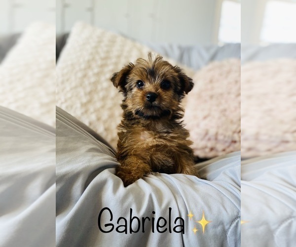 Medium Photo #3 Yorkshire Terrier Puppy For Sale in COOKEVILLE, TN, USA