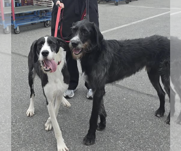 Medium Photo #1 Great Dane-Poodle (Standard) Mix Puppy For Sale in Brooklyn, NY, USA