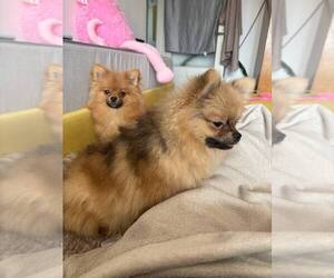 Pomeranian-pomeranian spitz Mix Puppy for sale in Gdansk, Pomerania, Poland