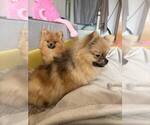 Small Pomeranian-pomeranian spitz Mix