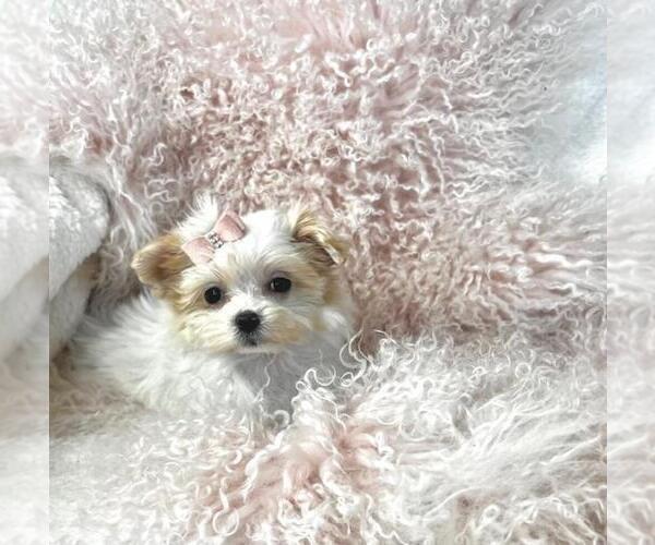 Medium Photo #12 Maltese Puppy For Sale in BOSTON, MA, USA