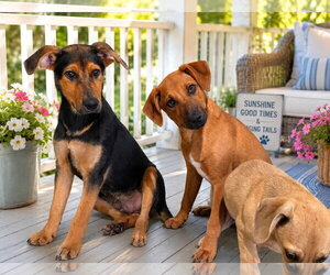 Sassy - Female Doberman Pinscher-Labrador Retriever Mix Dog for Adoption - Photo #3