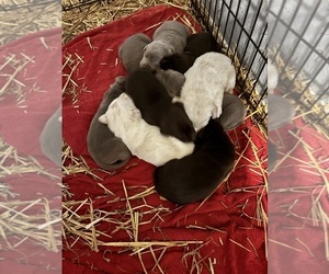 Labrador Retriever Puppy for sale in WASHINGTON COURT HOUSE, OH, USA