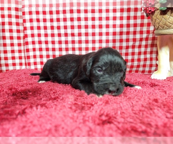 Medium Photo #62 Golden Mountain Dog Puppy For Sale in BLACK FOREST, CO, USA