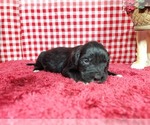 Small Photo #62 Golden Mountain Dog Puppy For Sale in BLACK FOREST, CO, USA