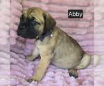 Small #1 Cane Corso