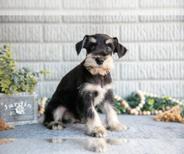 Medium Photo #3 Schnauzer (Miniature) Puppy For Sale in BALTIC, OH, USA