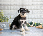 Small #2 Schnauzer (Miniature)