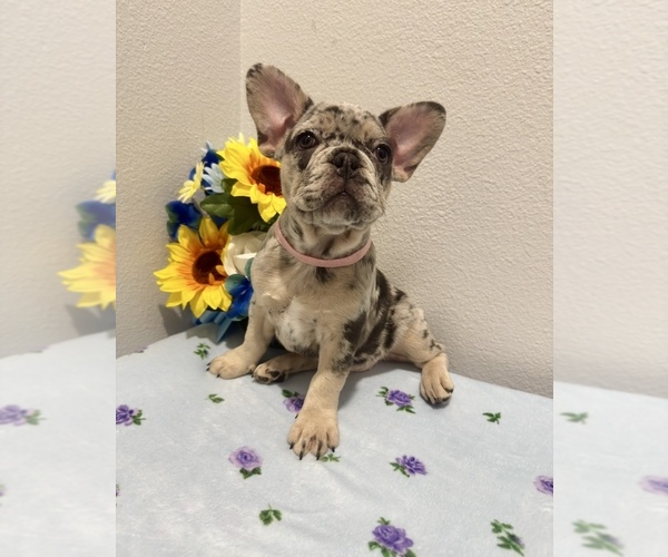 Medium Photo #3 French Bulldog Puppy For Sale in VALRICO, FL, USA