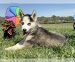 Image preview for Ad Listing. Nickname: Novas Female 4