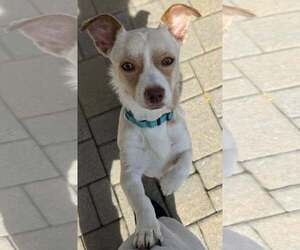 Chihuahua-Unknown Mix Dogs for adoption in Woodbury, NY, USA