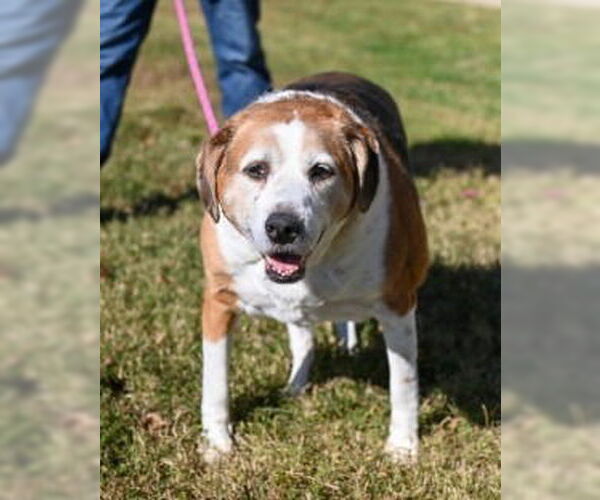 Medium Photo #6 Mutt Puppy For Sale in Glen Allen, VA, USA