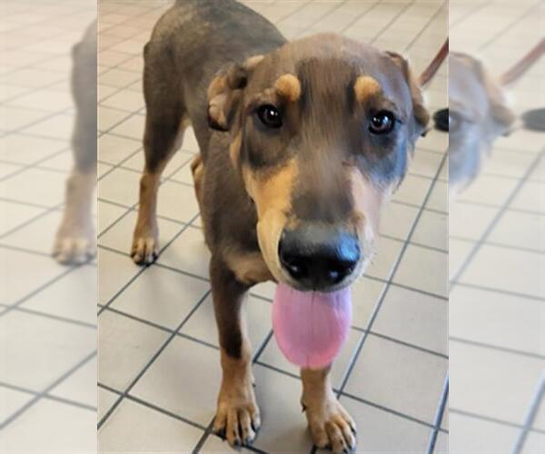 Medium Photo #1 Bloodhound-Doberman Pinscher Mix Puppy For Sale in Burbank, CA, USA