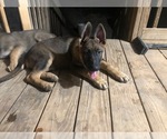 Small Photo #4 German Shepherd Dog Puppy For Sale in PINSON, AL, USA