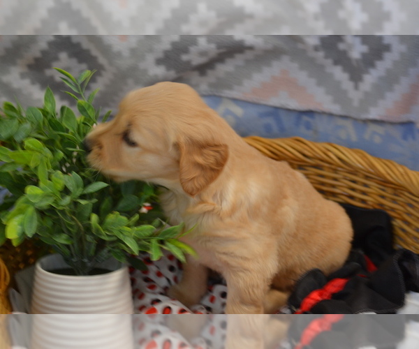 Medium Photo #14 Golden Retriever Puppy For Sale in GREENWOOD, WI, USA