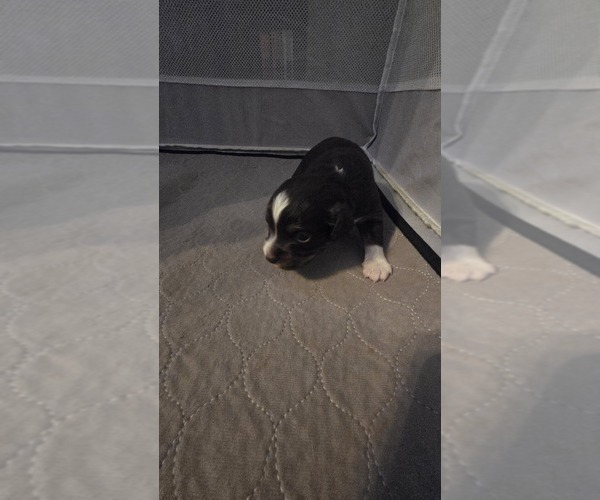 Medium Photo #19 Miniature Australian Shepherd Puppy For Sale in MOUNT JULIET, TN, USA