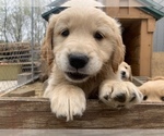 Small Photo #7 Golden Retriever Puppy For Sale in SAUK RAPIDS, MN, USA