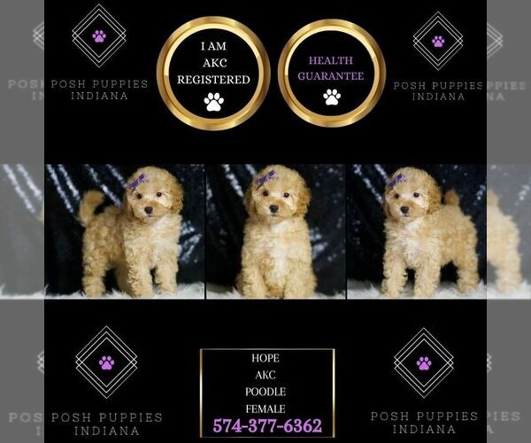 Medium Photo #18 Poodle (Miniature) Puppy For Sale in WARSAW, IN, USA
