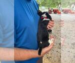 Small Photo #12 Beagle Puppy For Sale in LAKE VILLAGE, IN, USA