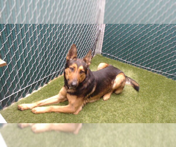 Medium Photo #1 German Shepherd Dog Puppy For Sale in Downey, CA, USA