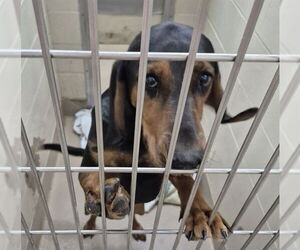 English Coonhound Dogs for adoption in Decatur, IL, USA