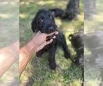 Small Photo #5 Cane Corso-Goldendoodle Mix Puppy For Sale in TEMPLE HILLS, MD, USA