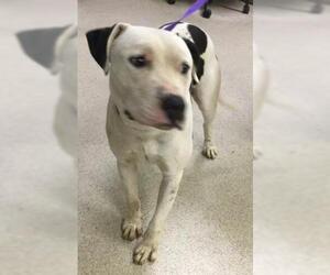Mutt Dogs for adoption in Riverside, CA, USA