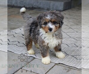 Bernedoodle (Miniature) Puppy for sale in EPHRATA, PA, USA