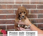 Small #1 Cavapoo (Miniature)
