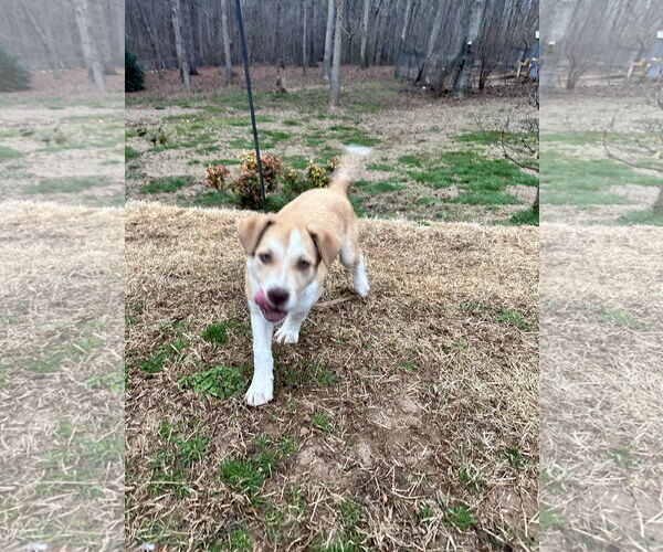 Medium Photo #4 Siberian Husky-Unknown Mix Puppy For Sale in Ball Ground, GA, USA