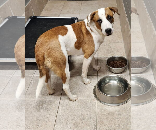 Medium Photo #4 American Pit Bull Terrier-American Staffordshire Terrier Mix Puppy For Sale in Clinton, OK, USA