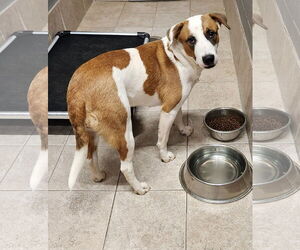 Marigold - Female American Pit Bull Terrier-American Staffordshire Terrier Mix Dog for Adoption - Photo #4