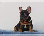 Small Photo #1 French Bulldog Puppy For Sale in PURCHASE, NY, USA