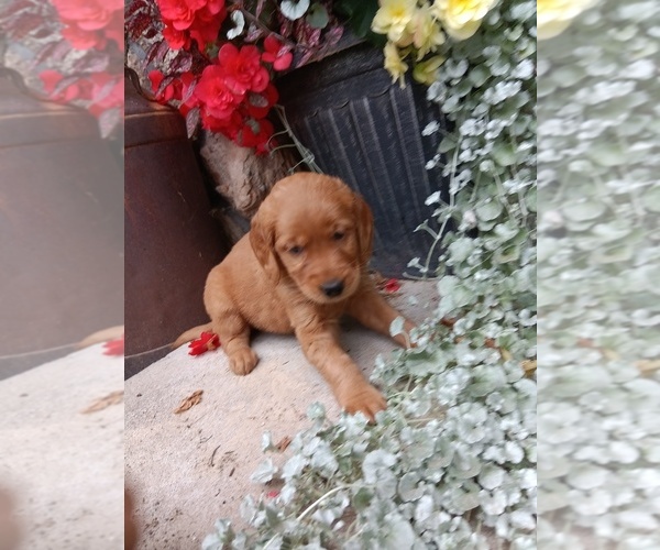 Medium Photo #16 Golden Retriever Puppy For Sale in GREENWOOD, WI, USA
