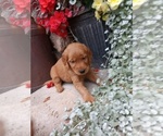 Small Photo #16 Golden Retriever Puppy For Sale in GREENWOOD, WI, USA