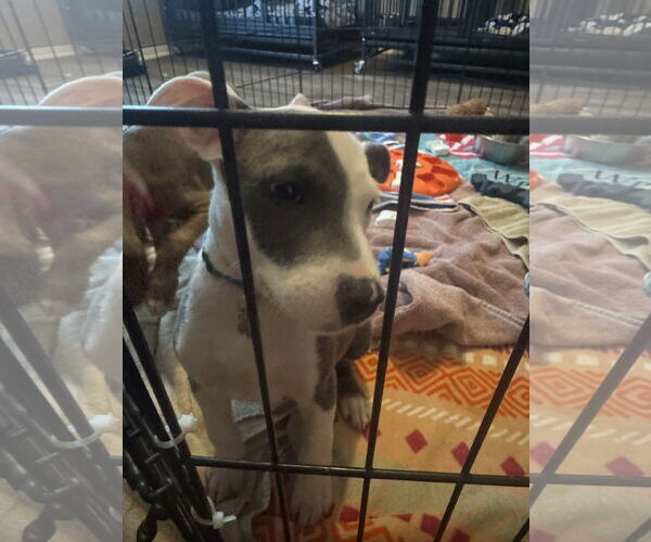 Medium Photo #1 American Staffordshire Terrier-Labrador Retriever Mix Puppy For Sale in The Woodlands, TX, USA