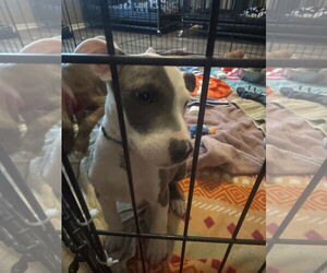 American Staffordshire Terrier-Labrador Retriever Mix Dogs for adoption in The Woodlands, TX, USA