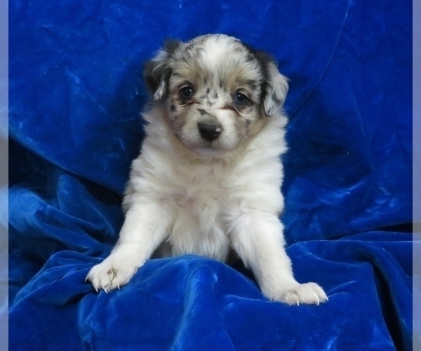 Medium Photo #2 Miniature Australian Shepherd Puppy For Sale in NORWOOD, MO, USA