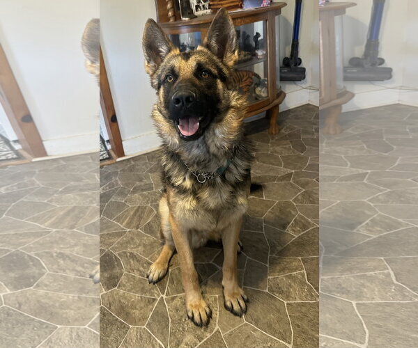 Medium Photo #1 German Shepherd Dog Puppy For Sale in La Grange , NC, USA