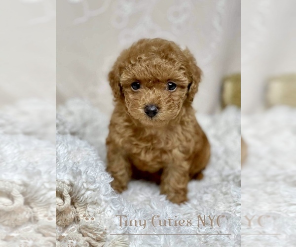 Medium Photo #1 Poodle (Toy) Puppy For Sale in LONG ISLAND CITY, NY, USA