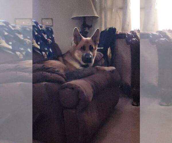 Medium Photo #5 German Shepherd Dog Puppy For Sale in LA FAYETTE, NY, USA