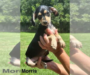 Chiweenie Dogs for adoption in Princeton, MN, USA