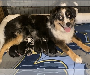 Mother of the Miniature Australian Shepherd puppies born on 05/14/2025