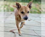 Small Photo #2 Chihuahua-Unknown Mix Puppy For Sale in Batavia, OH, USA