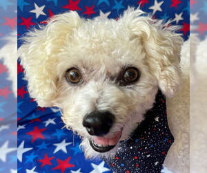 Bichon Frise Dogs for adoption in Arlington, VA, USA